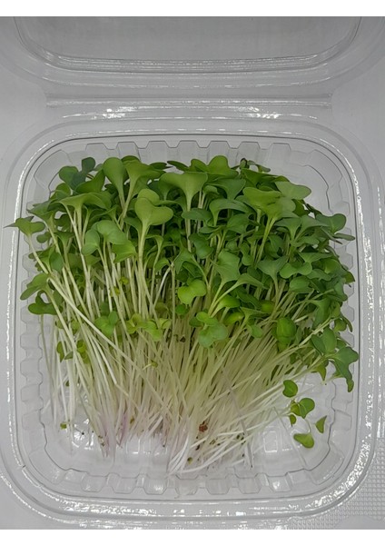 Haftalık Mikro Yeşil Kür 200 gr modelleri