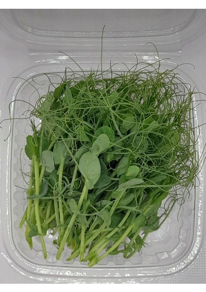 Haftalık Mikro Yeşil Kür 200 gr indirimleri