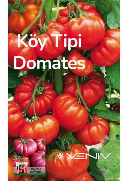 400 Adet Köy Tipi Domates Tohumu - 2 Paket