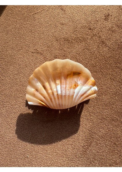 Istiridye Kemik Toka