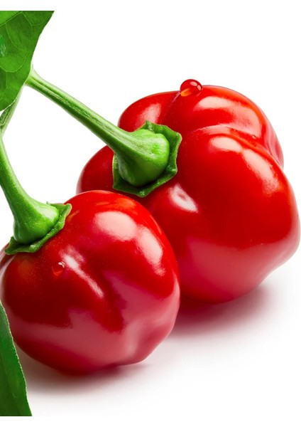 Red Savina Habanero Pepper 350.000 – 570.000 Scoville - Gerçek Taze Acı Biber modelleri