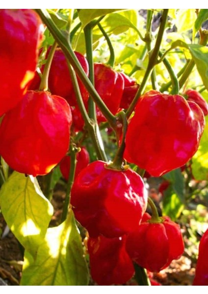 Red Savina Habanero Pepper 350.000 – 570.000 Scoville - Gerçek Taze Acı Biber fırsatları