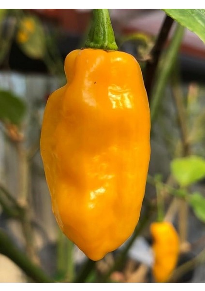Bhut Jolokıa Ghost Yellow Pepper / 800.000 Scoville - Gerçek Taze Acı Biber fiyatları