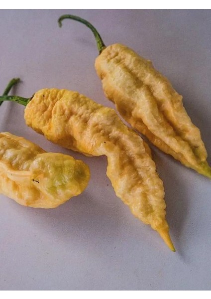 Bhut Jolokıa Ghost Yellow Pepper / 800.000 Scoville - Gerçek Taze Acı Biber modelleri