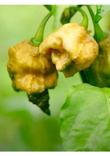 Pepper x / 2,69 Milyon Scoville - Gerçek Taze Acı Biber modelleri