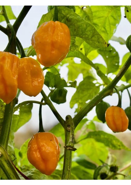 Hotbynature Habanero Lemon Pepper / 350.000 Scoville - Gerçek Taze Acı Biber fırsatları