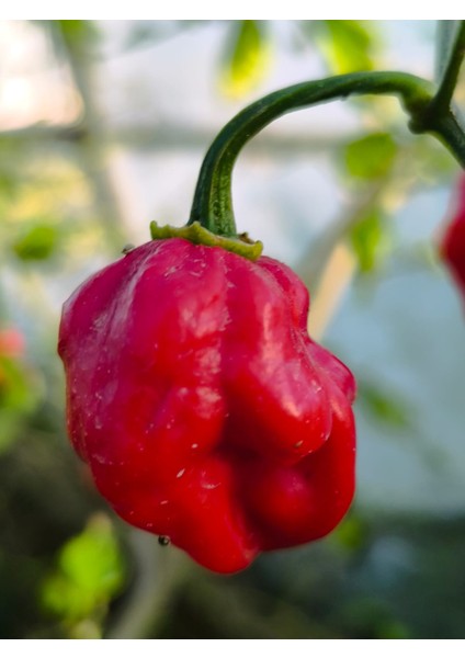 Dragons Breath Pepper / 2.5 Milyon Scoville - Gerçek Taze Acı Biber fiyatları