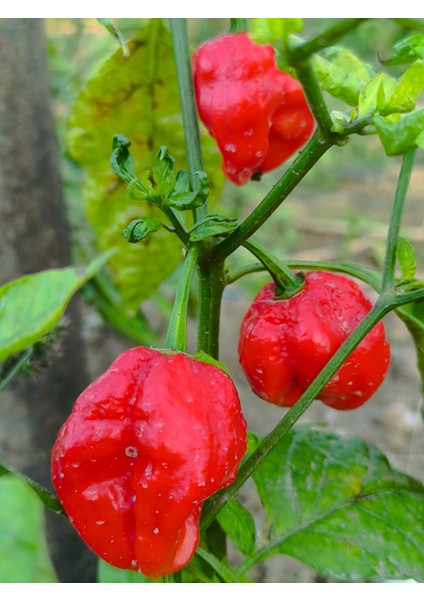 Dragons Breath Pepper / 2.5 Milyon Scoville - Gerçek Taze Acı Biber modelleri