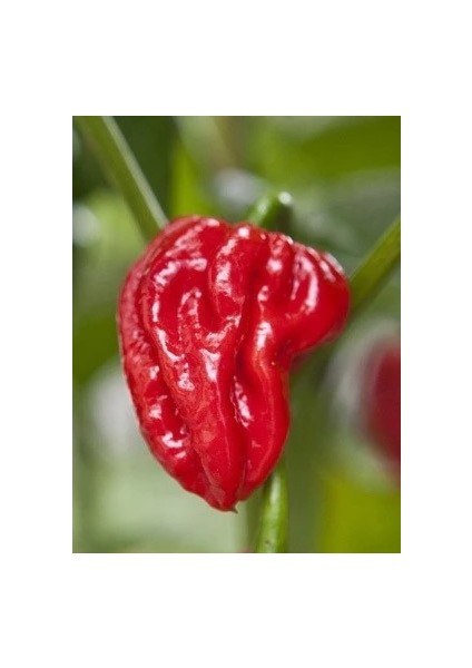 Naga Viper / 900.000 – 1.4 M Scoville - Gerçek Taze Acı Biber fiyatları