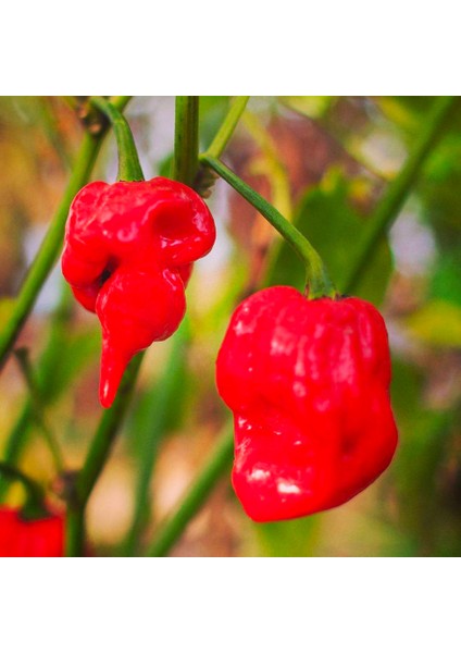 Naga Viper / 900.000 – 1.4 M Scoville - Gerçek Taze Acı Biber modelleri