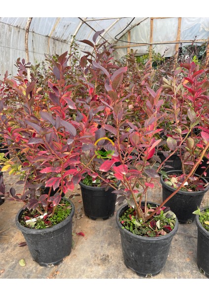 4 Yaş Bluecrop Çeşiti Yaban Mersini Fidanı modelleri