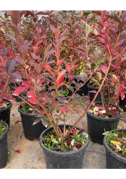 4 Yaş Bluecrop Çeşiti Yaban Mersini Fidanı fırsatları