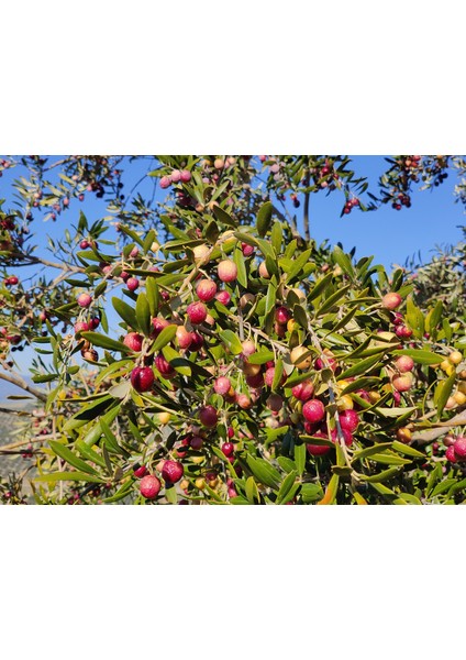 Arbequina Zeytin Fidanı – Saksıda – 1 Yaş – Meyveye Erken Yatan – Selinus fiyatları