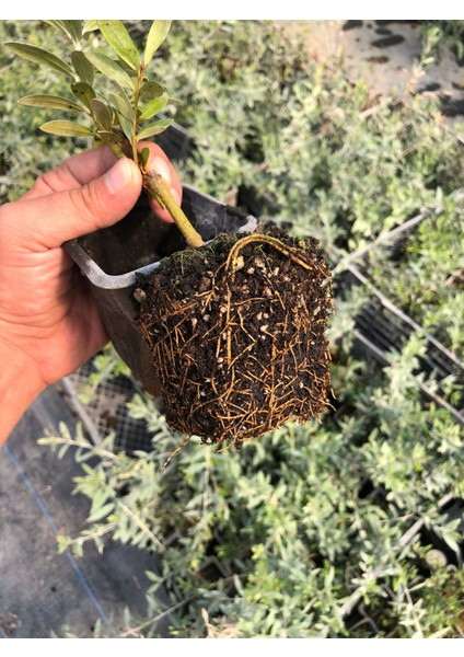 Arbequina Zeytin Fidanı – Saksıda – 1 Yaş – Meyveye Erken Yatan – Selinus modelleri