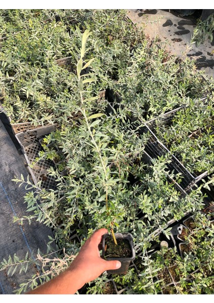 Arbequina Zeytin Fidanı – Saksıda – 1 Yaş – Meyveye Erken Yatan – Selinus