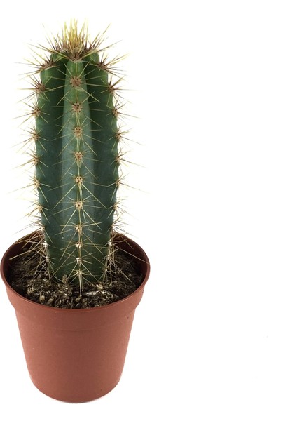 Pilosocereus Azureus (Kaktüs)