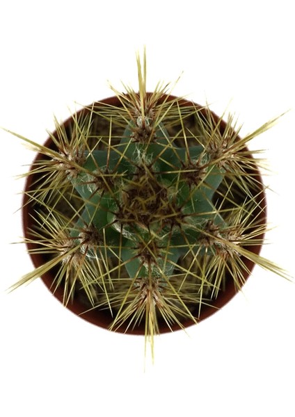 Pilosocereus Azureus (Kaktüs) fiyatları