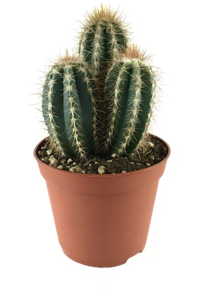 Pilosocereus Azureus (Kaktüs)