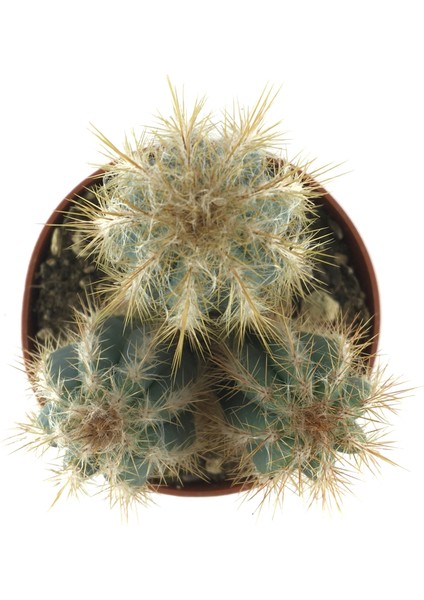 Pilosocereus Azureus (Kaktüs) fiyatları