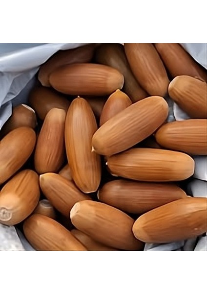 Meşe Palamudu 1000 gr fiyatları