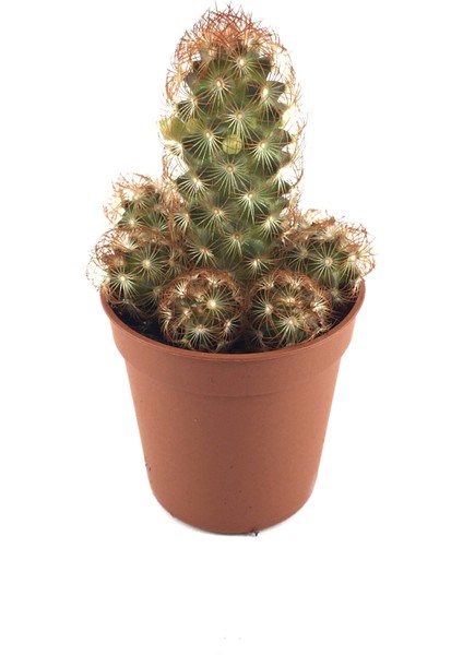 Mammillaria Elongata 'copper King' (Kaktüs)