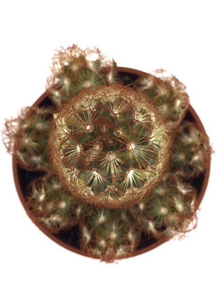 Mammillaria Elongata 'copper King' (Kaktüs) fiyatları