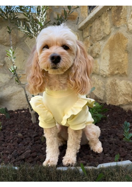 Limonetta Sarı Fırfırlı Köpek Sweatshirt-Köpek Kıyafeti
