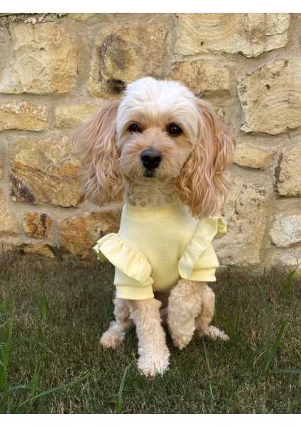 Limonetta Sarı Fırfırlı Köpek Sweatshirt-Köpek Kıyafeti modelleri