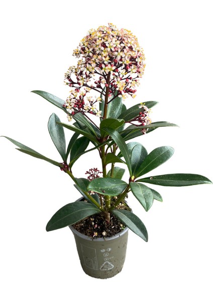 Skimmia Japonica 'rubella' (Köpük Çalısı)