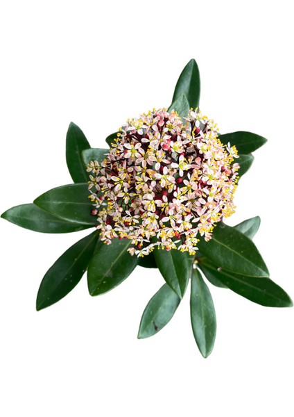 Skimmia Japonica 'rubella' (Köpük Çalısı) fiyatları