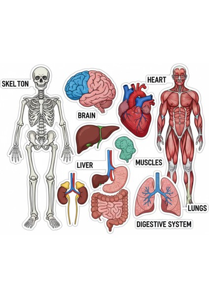 Anatomi Telefon Laptop Notebook Tablet Defter Matara Stiker Etiket ST2294
