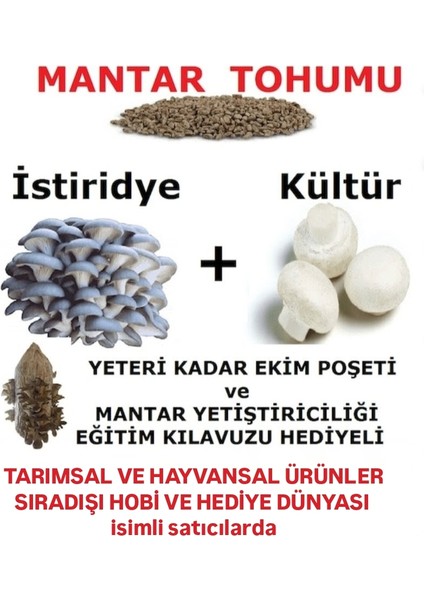 30.000 Adet Istiridye ve 30.000 Adet Beyaz Şapkalı Kültür Mantarı Tohumu