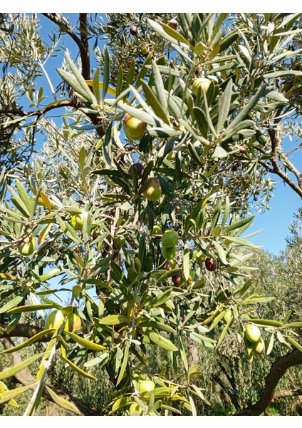 Zeytinyağı markasız naturel birinci kalite fırsatları