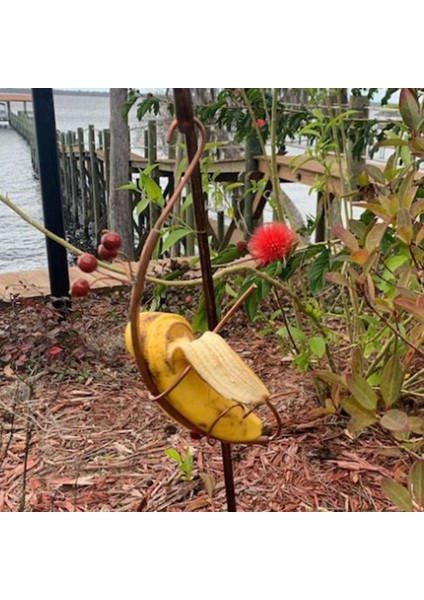 Kelebek Muz Hammock Dış Mekan Asılı Kelebek Besleyici Habitat, Bahçe Dekoru ve Kelebek Çekici Dekor 1 Pcs (Yurt Dışından) fırsatları