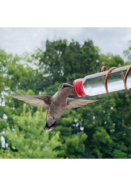Pencere Kuş Besleyici Hayvan Pencere Kuş Besleyici Emme Bardağı Cam Dekorasyon (Yurt Dışından) modelleri