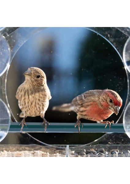 Pencere Kuş Besleyicileri Güçlü Emme Bardakları, Dışarı Için Açık Kuş Besleyici, 2 Bölmeli Kuş Evi Çıkarılabilir Tepsisi (Yurt Dışından) fiyatları