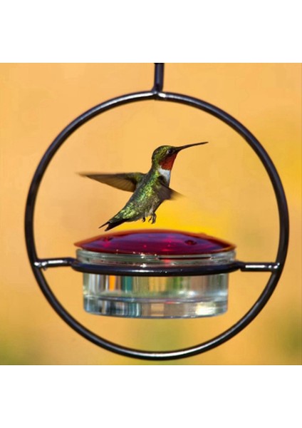 Sinek Kuşu Besleyici, Dairesel Metal Çerçeve ve Metal Şişe ile Güzel Asılı Kuş Besleyici. Sinek Kuşu Besleyici (Yurt Dışından) fırsatları