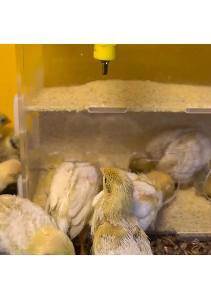 Papaz Besleyici Kutusu Akrilik Besleme Konteyneri No-Sess Çoklu Çizgi Kutusu Açık Kuş Yemek Dispenser Kutusu Finches Papağanlar (Yurt Dışından) fırsatları