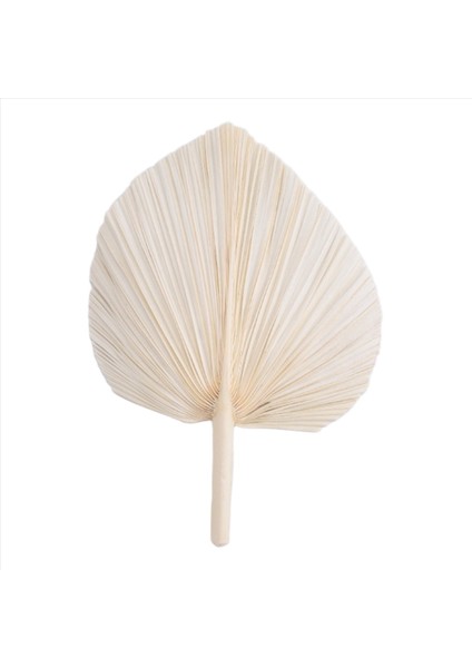 Büyük Beyaz Kurutulmuş Palmiye Yaprakları - Premium Kalite - 3 Pc Zarif Modern Boho Ev ve Düğün Dekoru - Duvar Sanatı (Yurt Dışından)