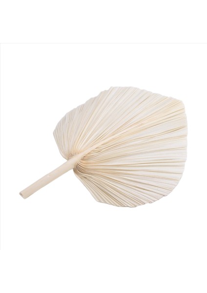 Büyük Beyaz Kurutulmuş Palmiye Yaprakları - Premium Kalite - 3 Pc Zarif Modern Boho Ev ve Düğün Dekoru - Duvar Sanatı (Yurt Dışından) modelleri