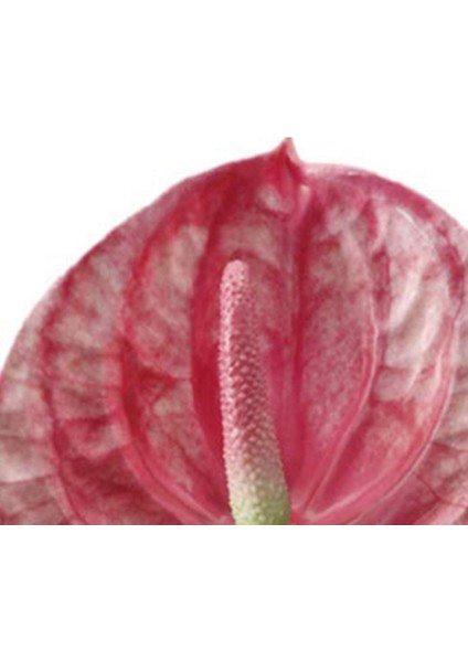 3 Pcs 22.8inch Yapay Anthuryum Çiçekler Ev Dekoru Buket ve Yeşil Yaprak ve Gelin Düğün Dekorasyonu (Pembe) (Yurt Dışından) modelleri