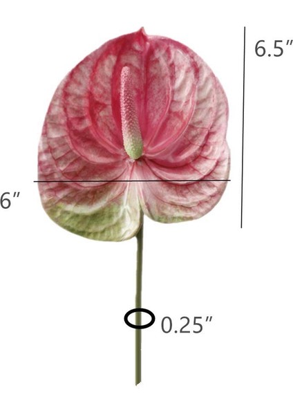 3 Pcs 22.8inch Yapay Anthuryum Çiçekler Ev Dekoru Buket ve Yeşil Yaprak ve Gelin Düğün Dekorasyonu (Pembe) (Yurt Dışından) indirimleri