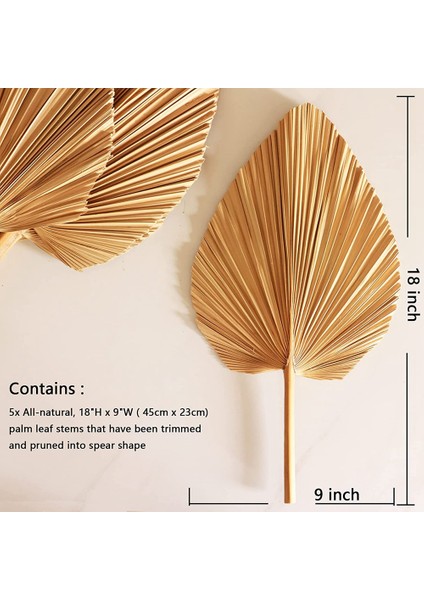 5pcs 18 Inç Doğal Kesilmiş Palmiye Mızrak Tropikal Palmiye Yaprakları Hayranları Boho Düğün Dekor Hawaiian Dekorasyon (Yurt Dışından) fiyatları
