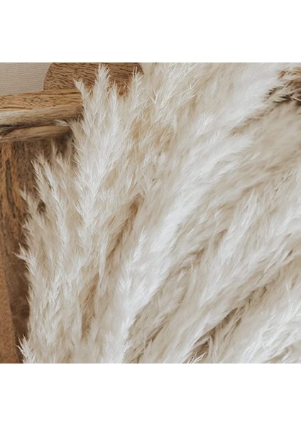 Beyaz Pampas Çim - 10 Pampas Düğün, Ev ve Etkinlik Dekoru Için Kabarık Pampas Çim Sapları - Kurutulmuş Pampas Çimleri (Yurt Dışından) indirimleri