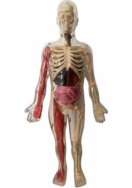 Insan Vücudunu Keşfediyorum Poster -Model ve Kitap modelleri