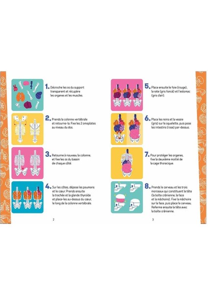 Insan Vücudunu Keşfediyorum Poster -Model ve Kitap fırsatları