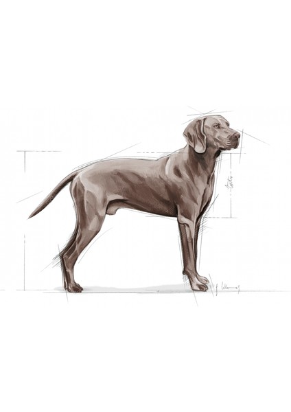 Maxi Dermacomfort Kuru Köpek Maması 12kg