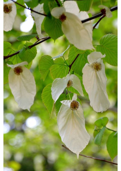 Mendil Ağacı Yağı 20 ml fırsatları