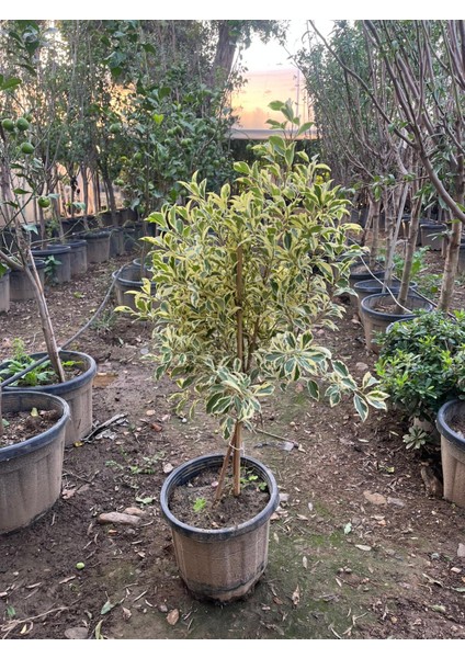 Benjamin Gold Bitkisi (Ficus Benjamina Golden) 60-70 cm