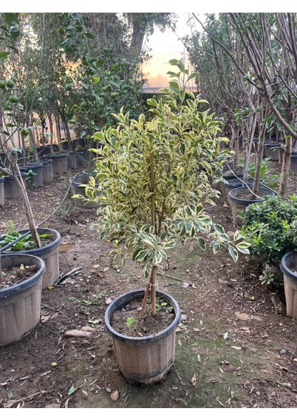 Benjamin Gold Bitkisi (Ficus Benjamina Golden) 60-70 cm fiyatları